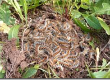 Signalements chenilles processionnaires et autres insectes